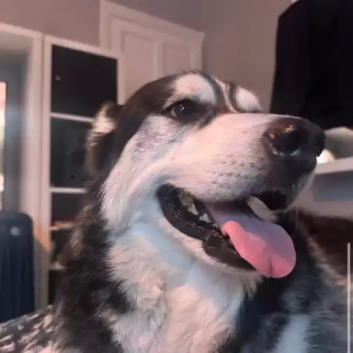 Siberian Husky Dog For Adoption in Sheffield