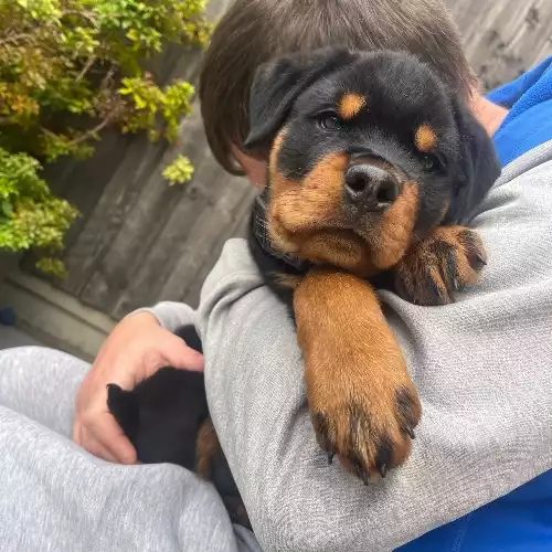 Rottweiler Dog For Sale in Bexleyheath, Greater London