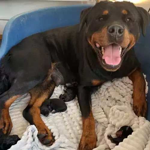 Rottweiler Dog For Sale in Bexleyheath, Greater London