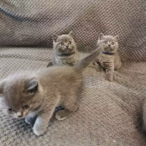 British Shorthair Cat For Sale in Cheam, Greater London, England