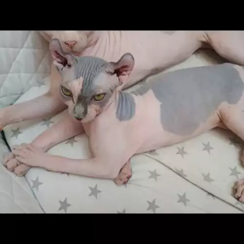 Sphynx Cat For Sale in Bedford, Bedfordshire, England