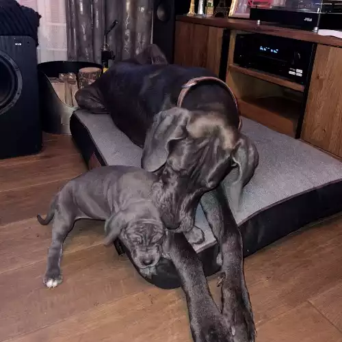 Great Dane Dog For Sale in Edinburgh