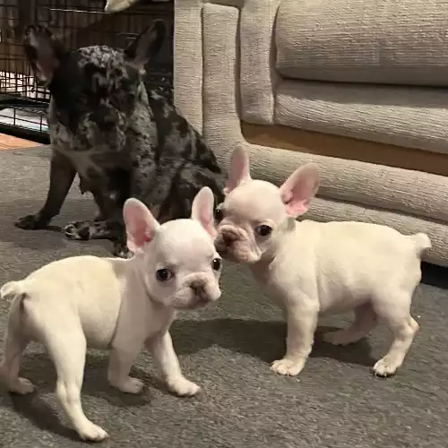 French Bulldog Dog For Sale in Southampton