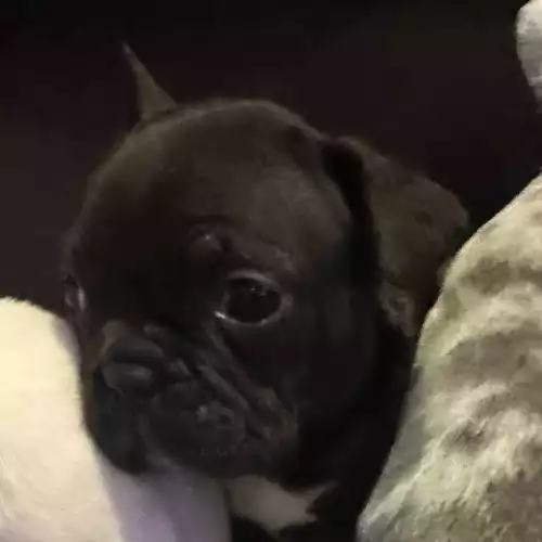 French Bulldog Dog For Sale in Southampton