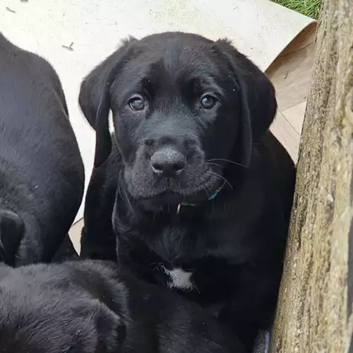 Labrador Retriever Dog For Sale in Cambridge