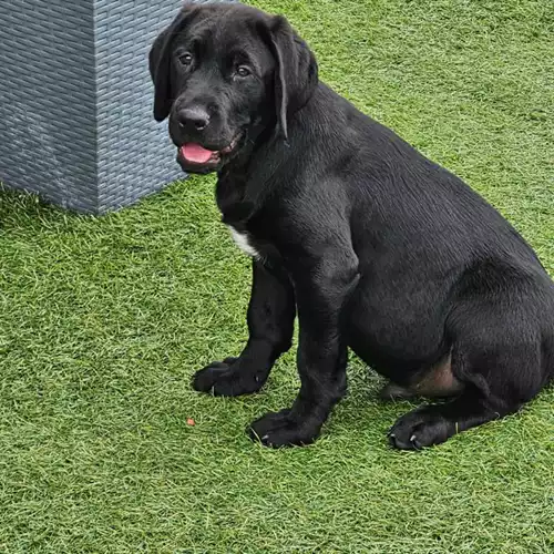 Labrador Retriever Dog For Sale in Cambridge