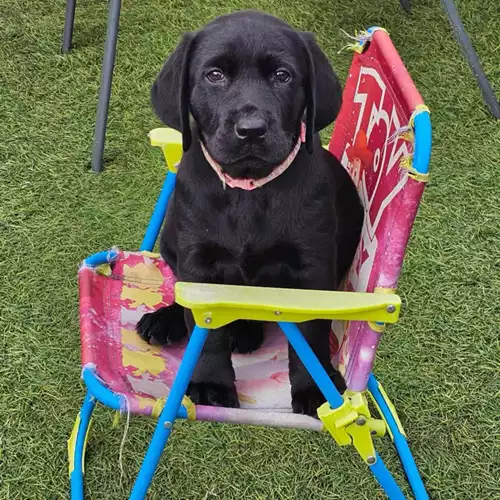 Labrador Retriever Dog For Sale in Cambridge