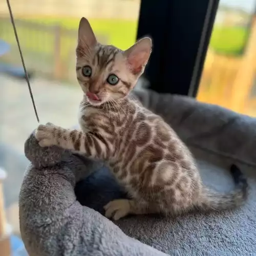 Bengal Cat For Sale in Doddington, Cambridgeshire, England