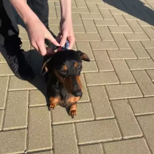 Dachshund Dog For Sale in Market Harborough, Leicestershire