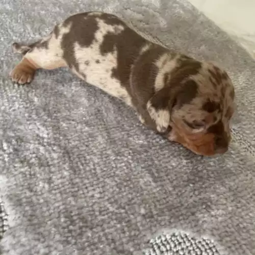 Dachshund Dog For Sale in Market Harborough, Leicestershire, England