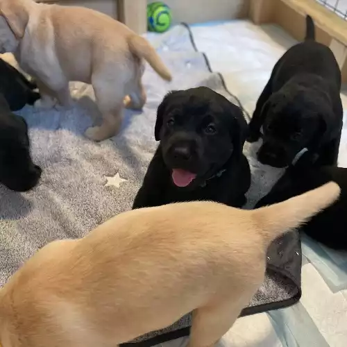 Labrador Retriever Dog For Sale in Seaford, East Sussex