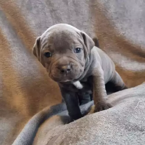 Staffordshire Bull Terrier Dog For Sale in Ashford Common, Surrey