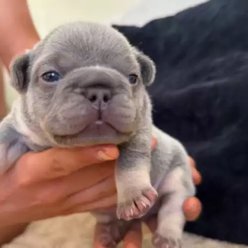 French Bulldog Dog For Sale in Edinburgh, City of Edinburgh, Scotland