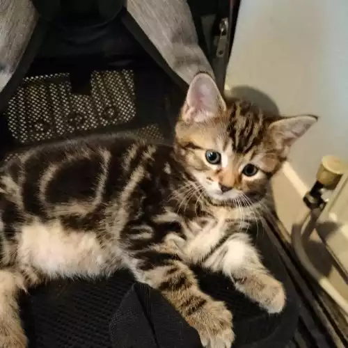 Domestic Shorthair Cat For Sale in Portsmouth