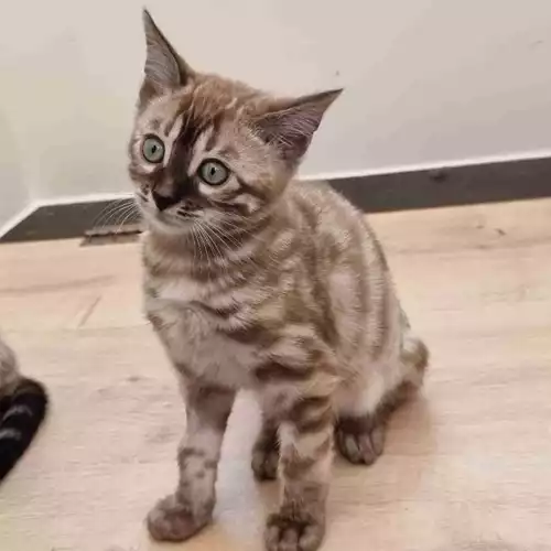 Bengal Cat For Sale in Paignton, Devon