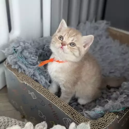 British Shorthair Cat For Sale in Derby, Derbyshire, England