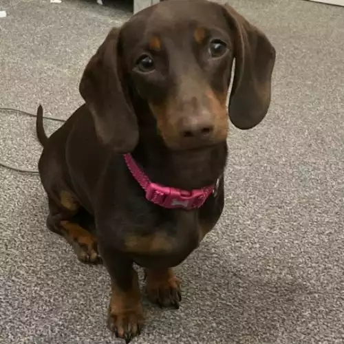 Miniature Dachshund Dog For Sale in Narberth / Arberth, Dyfed