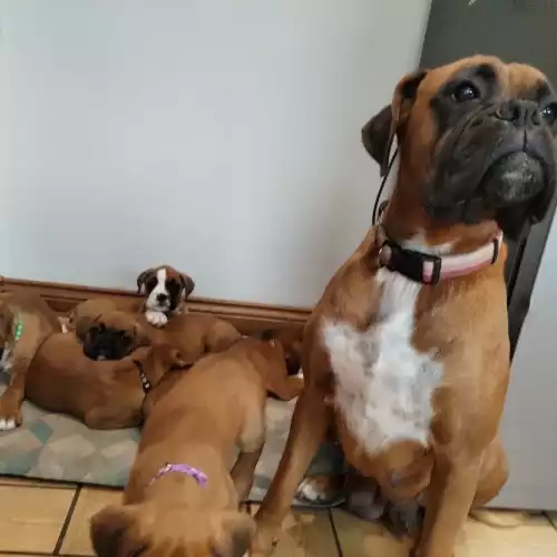 Boxer Dog For Sale in Cookstown, County Tyrone, Northern Ireland