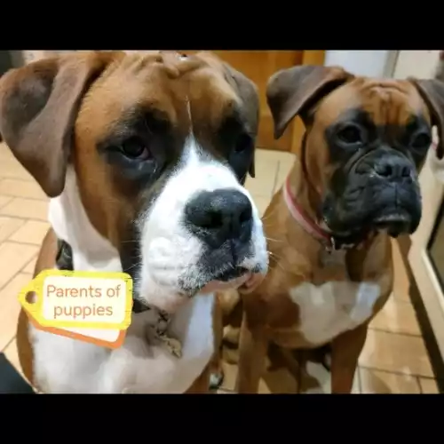 Boxer Dog For Sale in Cookstown, County Tyrone, Northern Ireland