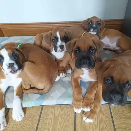 Boxer Dog For Sale in Cookstown, County Tyrone, Northern Ireland