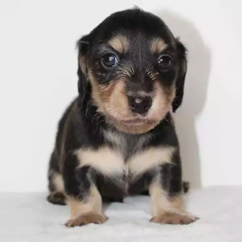 Miniature Dachshund Dog For Sale in Newton Abbot, Devon, England