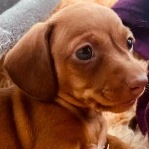 Dachshund Dog For Sale in London