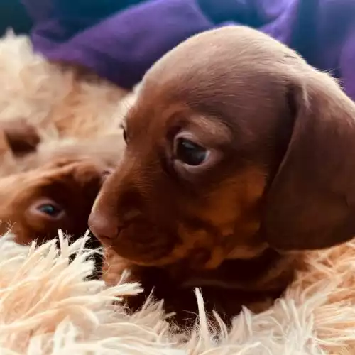 Dachshund Dog For Sale in London