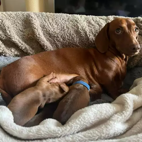 Dachshund Dog For Sale in London