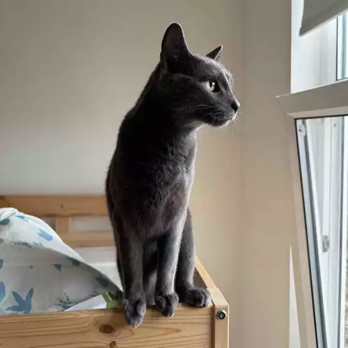 Russian Blue Cat For Adoption in London, Greater London