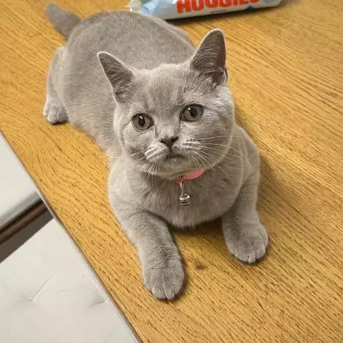 British Shorthair Cat For Adoption in North Kensington, Greater London