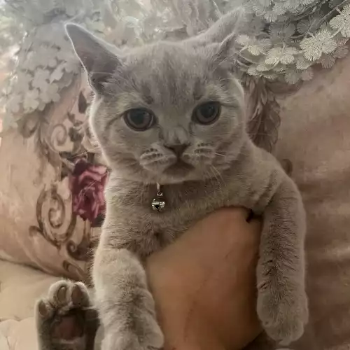 British Shorthair Cat For Adoption in North Kensington, Greater London