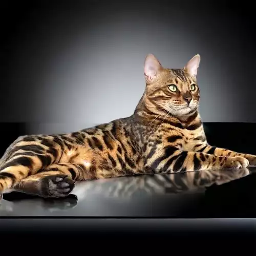 Bengal Cat For Stud in Harwich, Essex, England