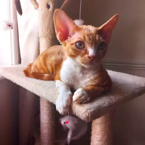 Devon Rex Cat For Sale in Northampton, Northamptonshire, England