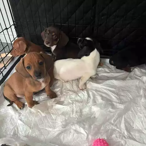 Miniature Dachshund Dog For Sale in Wakefield