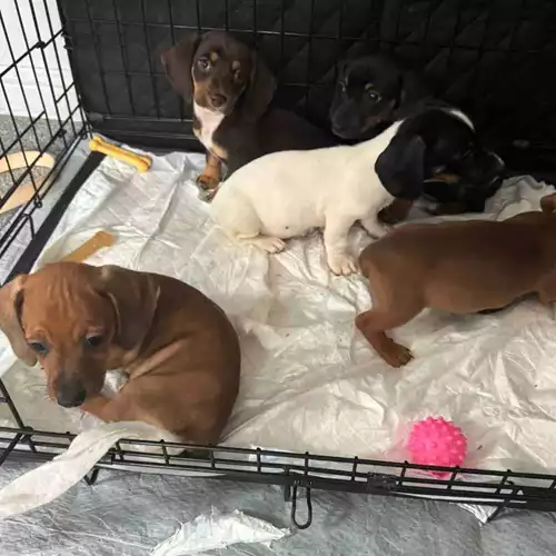 Miniature Dachshund Dog For Sale in Wakefield