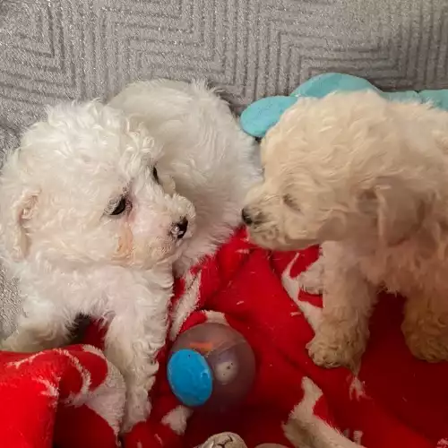 Poochon Dog For Sale in Blaenffos, Dyfed, Wales