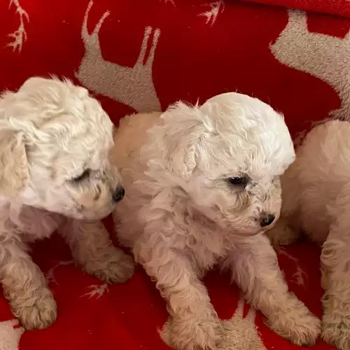 Poochon Dog For Sale in Blaenffos, Dyfed, Wales