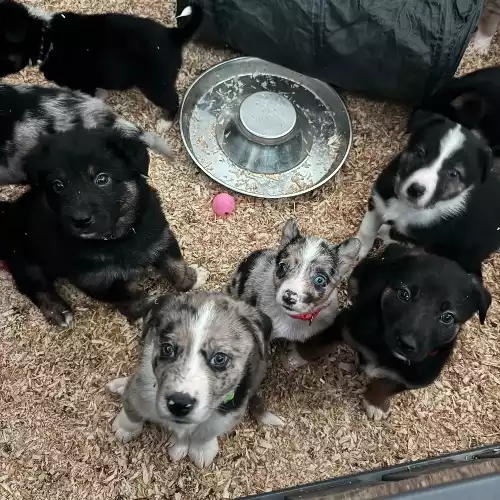 Border Collie Dog For Sale in Dereham, Norfolk