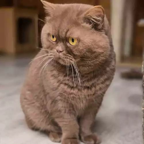 British Shorthair Cat For Stud in London