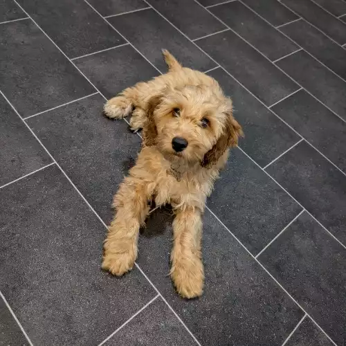 Cavapoo Dog For Adoption in Worcester