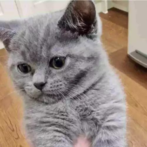 British Shorthair Cat For Sale in Crawley, West Sussex