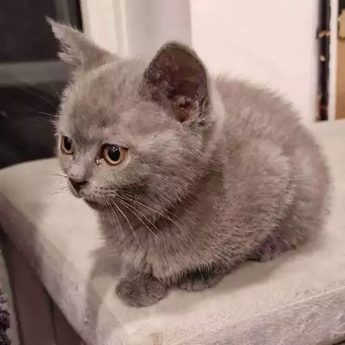 British Shorthair Cat For Sale in Crawley, West Sussex