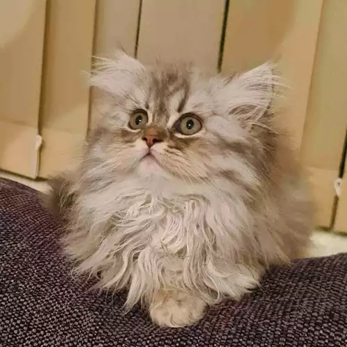 Persian Cat For Sale in Luton, Bedfordshire