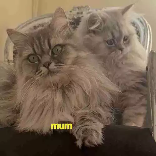 Persian Cat For Sale in Luton, Bedfordshire