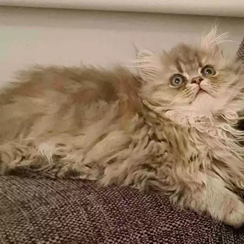 Persian Cat For Sale in Luton, Bedfordshire