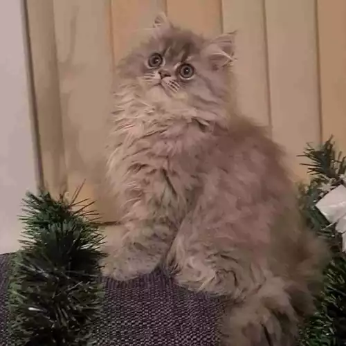 Persian Cat For Sale in Luton, Bedfordshire