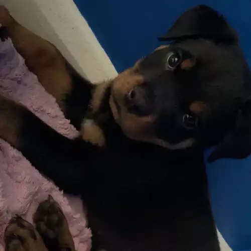 Rottweiler Dog For Sale in Doncaster, South Yorkshire