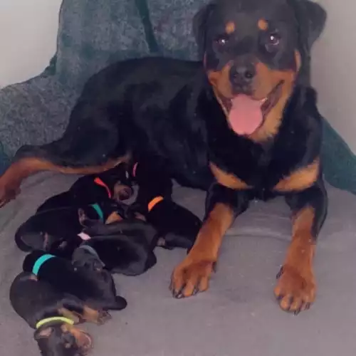 Rottweiler Dog For Sale in Doncaster, South Yorkshire