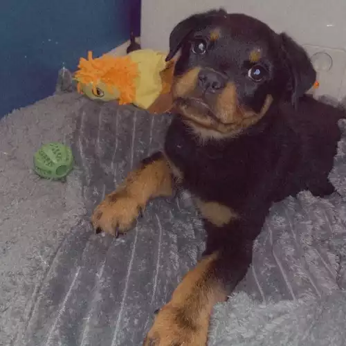 Rottweiler Dog For Sale in Doncaster, South Yorkshire