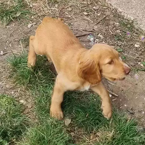 Cockapoo Dog For Sale in Basingstoke, Hampshire, England